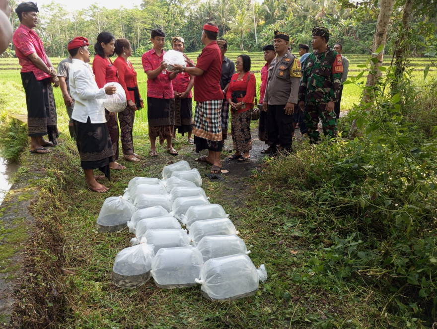 Penebaran Bibit Ikan Nila Sebanyak 6.000 Ekor di Saluran Umum/Irigasi/Air Deras di Desa Sesandan 